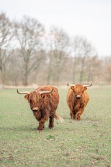 beautiful Scottish Highland cow in nature grass setting portrait animal