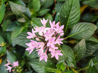 Pentas lanceolata, commonly known as Egyptian Starcluster. It's a beautiful flowering plant with clusters of small, star-shaped flowers. Your picture shows a lovely pink variety.