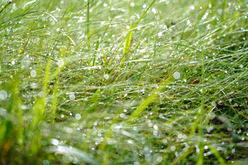 Drops of water and dew on green grass close-up in rays of light