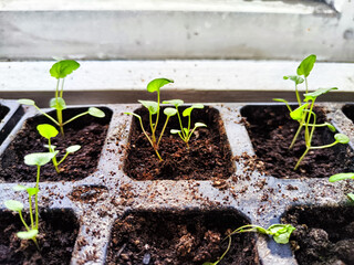 Early Spring Seedlings Sprouting in Boxes and Jars for Planting Season. Green seedlings in various containers are ready for spring planting season. Partial focus