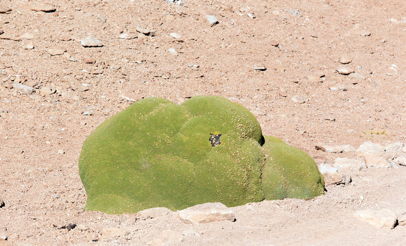 A view of Azorella yareta plant
