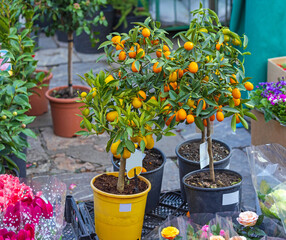 Citrus Fruit Kumquat Oranges Lemon Plants in Pots at Garden Centre