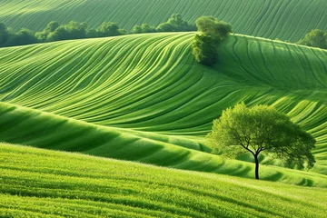 Fotobehang Lonely tree on a green field in Tuscany, Italy © Cuong