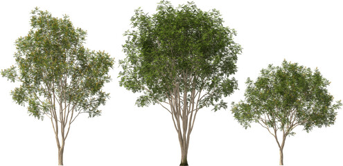 trees libidibia ferrea hq arch viz cutout plants
- 763961723