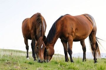 two horses grazing together with intermingled tails, clear sky above