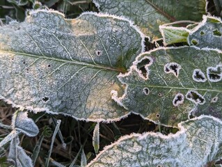 frost on leaves. Cold morning in the garden