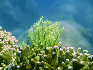 Sea lily on coral. Yellow sea lily on a coral reef underwater.