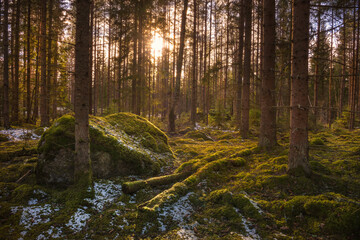 Forest in the light