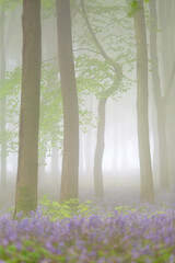 Scenic view of bluebells in a misty woodland