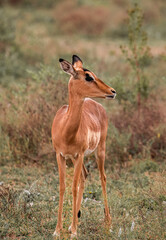 Kruger Impala 5