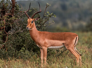 Kruger Impala 3