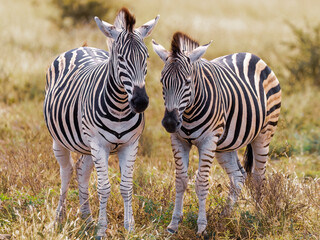 Fototapeta premium Zebras 1