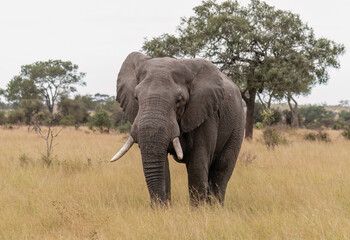 Fototapeta na wymiar Elephant in the Kruger National Park, South Africa