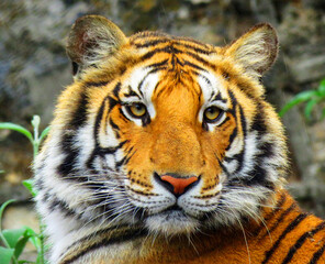 Portrait of a Bengal tiger.