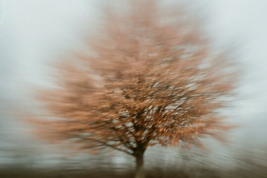 Blurred image of a tree in the rain,  Abstract background