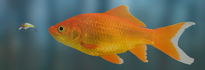 Bright colored goldfish chasing after a lure