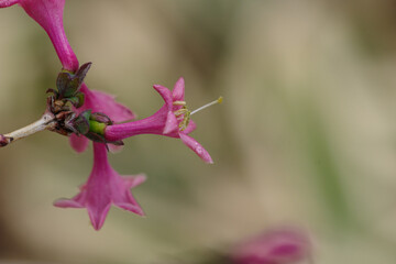 東京港区赤坂5丁目のウグイスカグラ