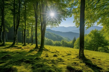Sunny morning in the green forest,  Carpathians, Ukraine, Europe - obrazy, fototapety, plakaty