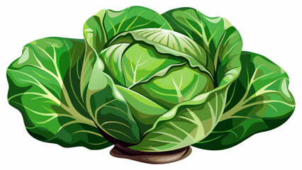 Fototapeta na wymiar Crisp Cabbage Vector Illustration Freshness in Every Detail