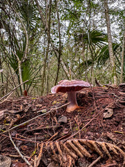 Closeup of mushroom growing outside on a nature trail, St. Augustine, Florida, Anastasia State Park
