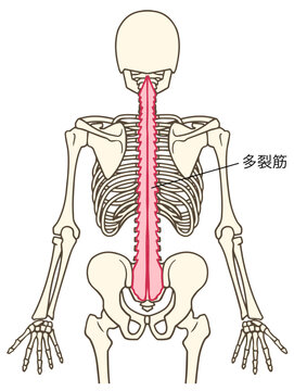 多裂筋の説明図