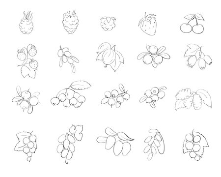 Collection of hand drawn berries isolated on white background.