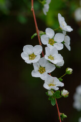 Obraz premium 東京ミッドタウンのユキヤナギが最盛期