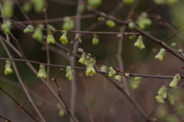 東京赤坂東京ミッドタウンのトサミズキ