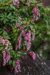 東京赤坂にある東京ミッドタウンのアセビ