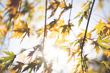 Autumn moment, sunny day, maple leaves