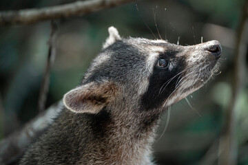 Obraz premium raccoon very cute animal in Cahuita national park Costa Rica travel wildlife