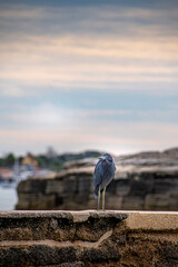 Bird perched on an ancient wall, depth of field, Scenic view along the Matanzas River, St. Augustine Florida, by the Castillo de San Marcos