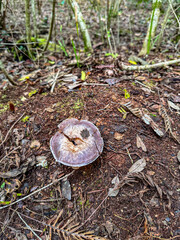 Closeup of mushroom growing outside on a nature trail, St. Augustine, Florida, Anastasia State Park
