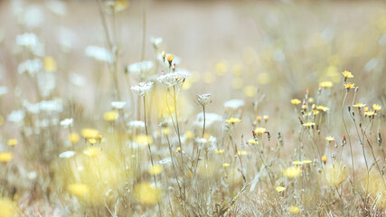 Summer meadow, soft yellow/creme color