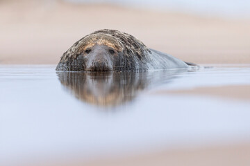 Grey Seal on the beach in Norfolk, UK.
