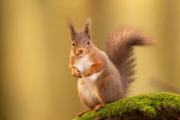 Red Squirrel on a mossy rock in Cumbria, UK.