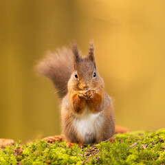 Fototapeta premium Red Squirrel on a mossy rock in Cumbria, UK.