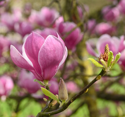 Fototapeta premium Beautiful close-op of a magnolia x soulangeana flower