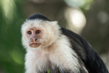 Beautiful white face monkey in Costa Rica jungle nature arrea