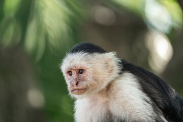 Beautiful white face monkey in Costa Rica jungle nature arrea