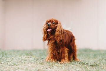portrait of a dog of the Cavalier King Charles Spaniel breed
