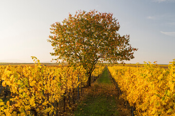 Naklejka premium herbstlicher Kirschbaum in den Weingärten nahe Baden bei Wien, Thermenregion, Niederösterreich, Österreich