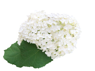 白い紫陽花の花