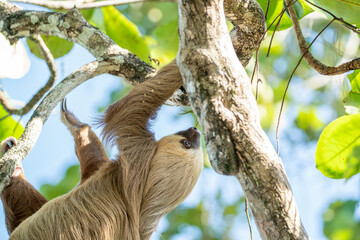 Two-toed sloth hanging in tree Costa Rica travel wildlife © PIC by Femke