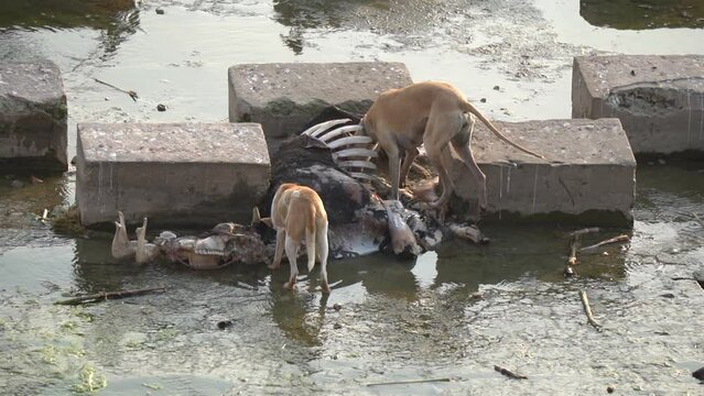 Hungry Dogs are eating a dead cow in the river. A dead cow is eaten by a pack of hungry dogs. Dead cow in river. Slow Motion