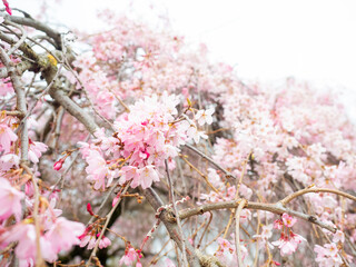 Blooming cherry tree branch with pink flowers