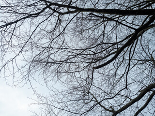 Leafless branches of tree