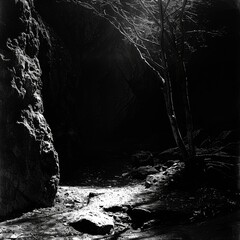 a dark cave with trees and rocks