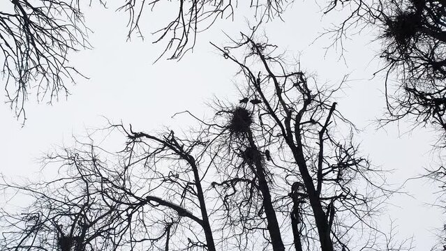 Bird nests in the branches of a tree. Birds nesting.