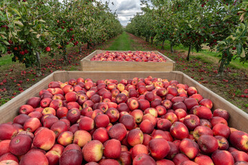 Apples Harvest Season in New Zealand © Evgueni